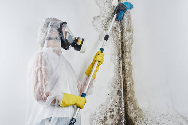 Best Mold Remediation for Healthcare Facilities  in Junction City, CA